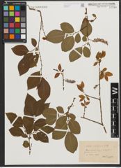 Foto von Salix silesiaca Willd.